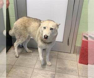 Siberian Husky-Unknown Mix Dogs for adoption in Grand Prairie, TX, USA