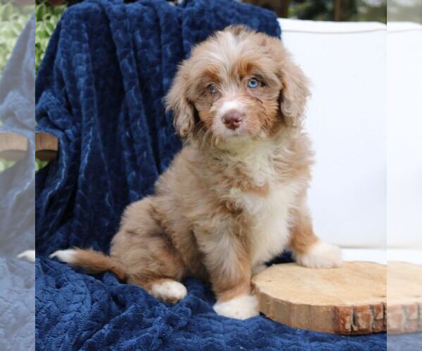 Medium Photo #2 Bernedoodle (Miniature) Puppy For Sale in NARVON, PA, USA