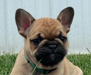 French Bulldog Puppy for Sale in SEAFORD, Delaware USA