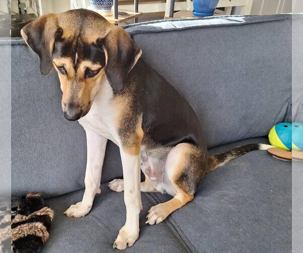 Medium Photo #27 Treeing Walker Coonhound-Unknown Mix Puppy For Sale in Germantown, OH, USA