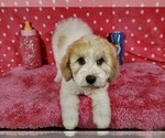 Small Photo #4 Goldendoodle-Poodle (Toy) Mix Puppy For Sale in BLACK FOREST, CO, USA