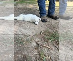 Small #2 Miniature Australian Shepherd