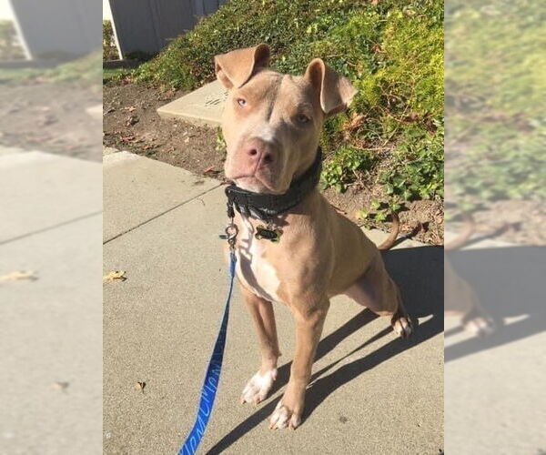Medium Photo #2 Staffordshire Bull Terrier-Unknown Mix Puppy For Sale in San Bernardino , CA, USA