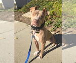 Small #1 Staffordshire Bull Terrier Mix