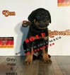 Small Photo #5 Rottweiler Puppy For Sale in WADSWORTH, OH, USA