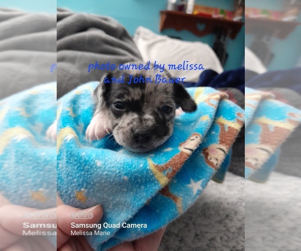 Medium Photo #5 Chihuahua Puppy For Sale in NODAWAY, IA, USA