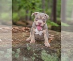 Small Photo #3 American Bully Puppy For Sale in LONGVIEW, TX, USA