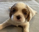 Puppy Puppy 4 Cavalier King Charles Spaniel