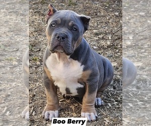 American Bully Puppy for sale in FRANKLIN, KY, USA