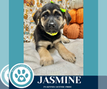 Small German Shepherd Dog Mix