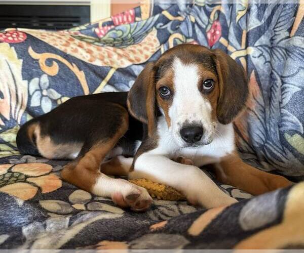 Medium Photo #5 Mutt Puppy For Sale in Roxboro, NC, USA