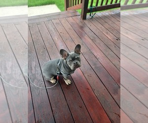 Medium French Bulldog