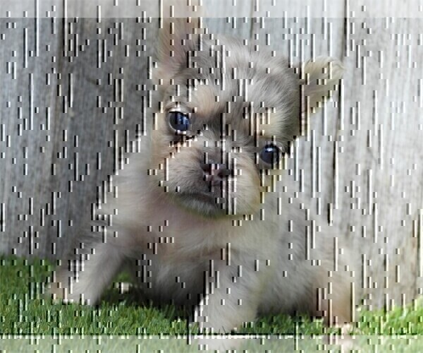 Medium Photo #13 French Bulldog Puppy For Sale in WEST PALM BEACH, FL, USA