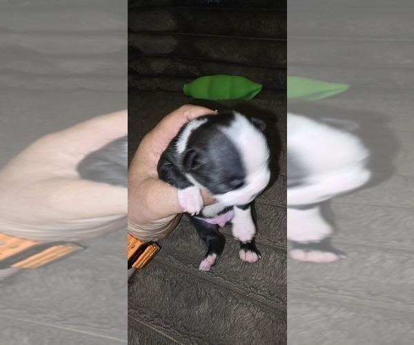 Medium Photo #3 Boston Terrier Puppy For Sale in MITCHELL, IN, USA