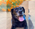 Small #1 Labrador Retriever Mix