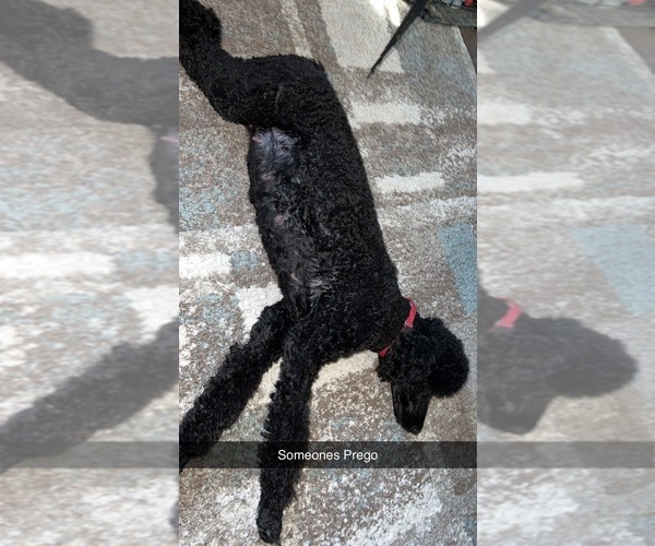 Medium Photo #1 Poodle (Standard) Puppy For Sale in GARDEN CITY, KS, USA