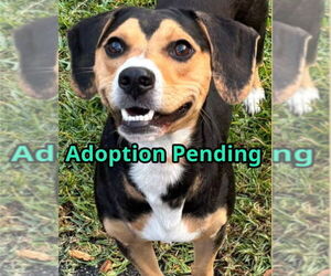 Beagle-Unknown Mix Dogs for adoption in Dunnellon, FL, USA