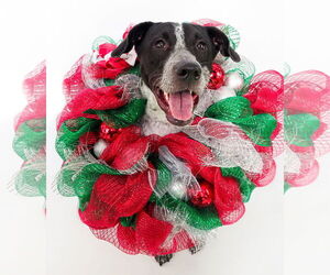 American Staffordshire Terrier-Greyhound Mix Dogs for adoption in phoenix, AZ, USA