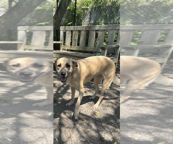Medium Photo #3 Mutt Puppy For Sale in Elmsford, NY, USA