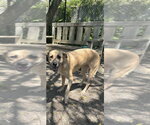 Small #2 Mutt