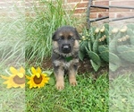 Small Photo #10 German Shepherd Dog Puppy For Sale in MILLERSTOWN, PA, USA