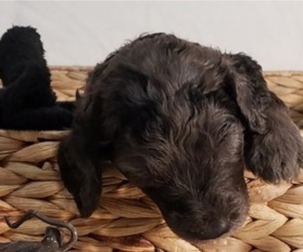 Medium Photo #11 Labradoodle Puppy For Sale in SAN ANTONIO, TX, USA