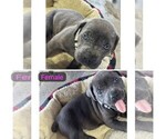 Small Photo #9 Cane Corso Puppy For Sale in MAGNOLIA SQUARE, FL, USA
