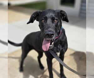 Labrador Retriever-Unknown Mix Dogs for adoption in Las Vegas, NV, USA