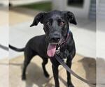 Small Labrador Retriever Mix