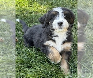 Miniature Bernedoodle Puppy for sale in LONGMONT, CO, USA