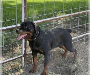 Mother of the Rottweiler puppies born on 11/25/2022