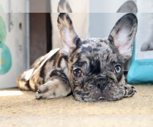 French Bulldog Puppy for sale in LOCKEFORD, CA, USA