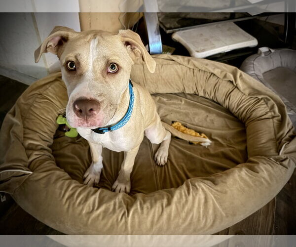 Medium Photo #12 Great Dane-Unknown Mix Puppy For Sale in Holly Springs, NC, USA