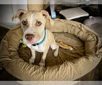 Small #11 Great Dane Mix
