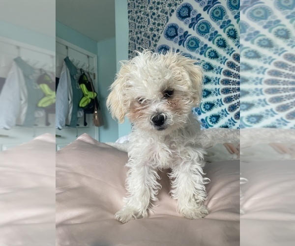 Medium Photo #2 Shih-Poo-Zuchon Mix Puppy For Sale in GALENA, NV, USA