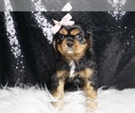 Small #5 Cavalier King Charles Spaniel