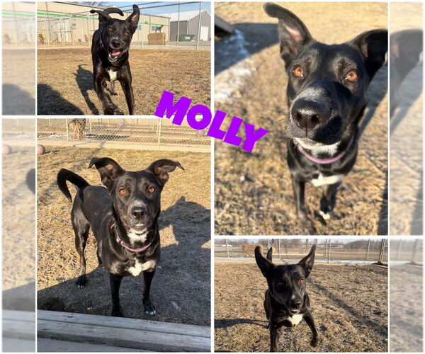 Medium Photo #4 Mutt Puppy For Sale in Pierceton , IN, USA