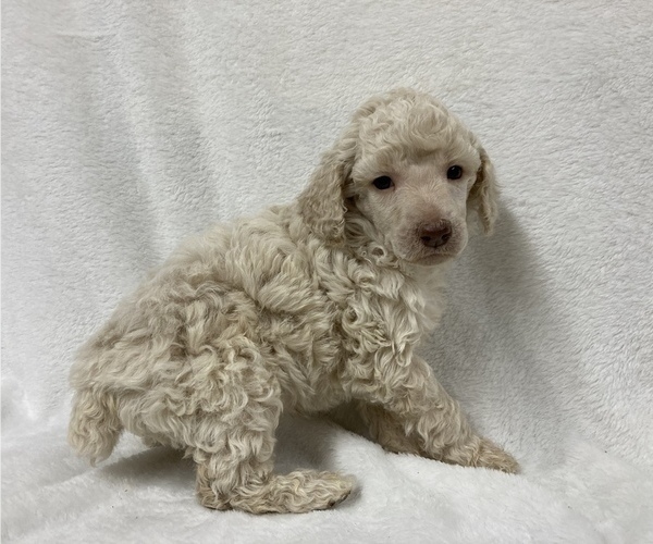 Medium Photo #6 Poodle (Standard) Puppy For Sale in CHETEK, WI, USA
