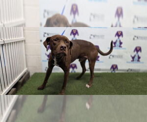 Lab-Pointer Dogs for adoption in Orlando, FL, USA