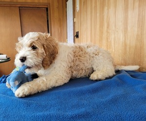 Cock-A-Poo Puppy for sale in WITHEE, WI, USA