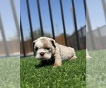 Small #14 English Bulldog