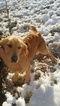 Small Photo #1 Golden Retriever Puppy For Sale in FERRUM, VA, USA