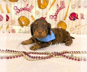 Dachshund Puppy for sale in WINNSBORO, LA, USA
