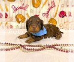 Small Dachshund