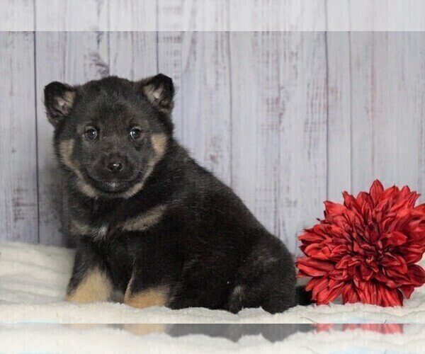 Medium Photo #2 Norwegian Elkhound Puppy For Sale in FREDERICKSBG, OH, USA