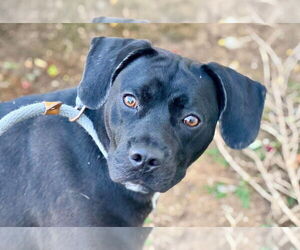 Labrador Retriever-Unknown Mix Dogs for adoption in San Diego, CA, USA