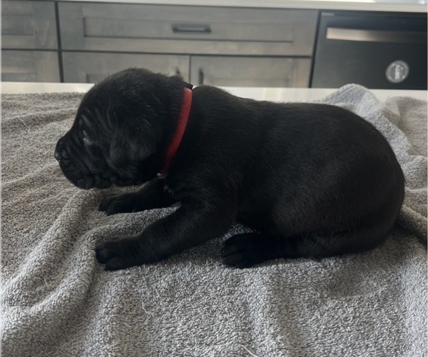 Medium Photo #18 Cane Corso Puppy For Sale in HORACE, ND, USA
