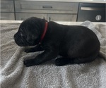 Small #17 Cane Corso