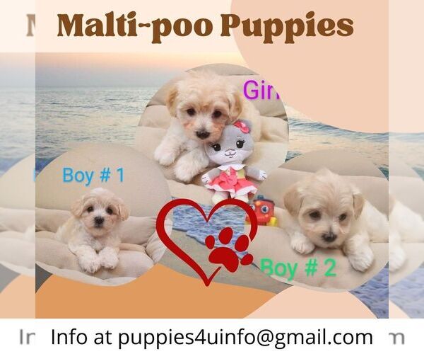 Medium Photo #1 Maltipoo Puppy For Sale in PALM COAST, FL, USA