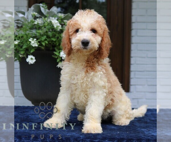 Medium Photo #4 Goldendoodle Puppy For Sale in NARVON, PA, USA